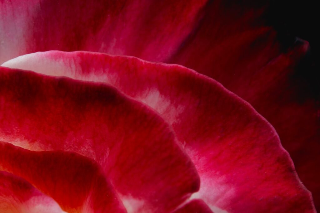 purple flower in macro shot. how perfume notes work