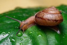 How Snail Mucin Went From Beauty Oddity to Global Skincare Phenomenon