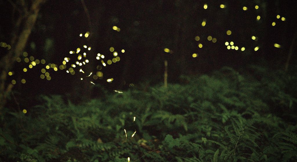 Mesmerizing fireflies illuminating a lush forest scene at night, capturing nature's magic.